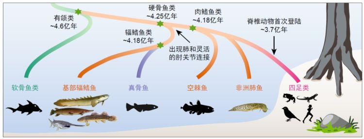 新研究揭示光合作用进化“缺失的一环”