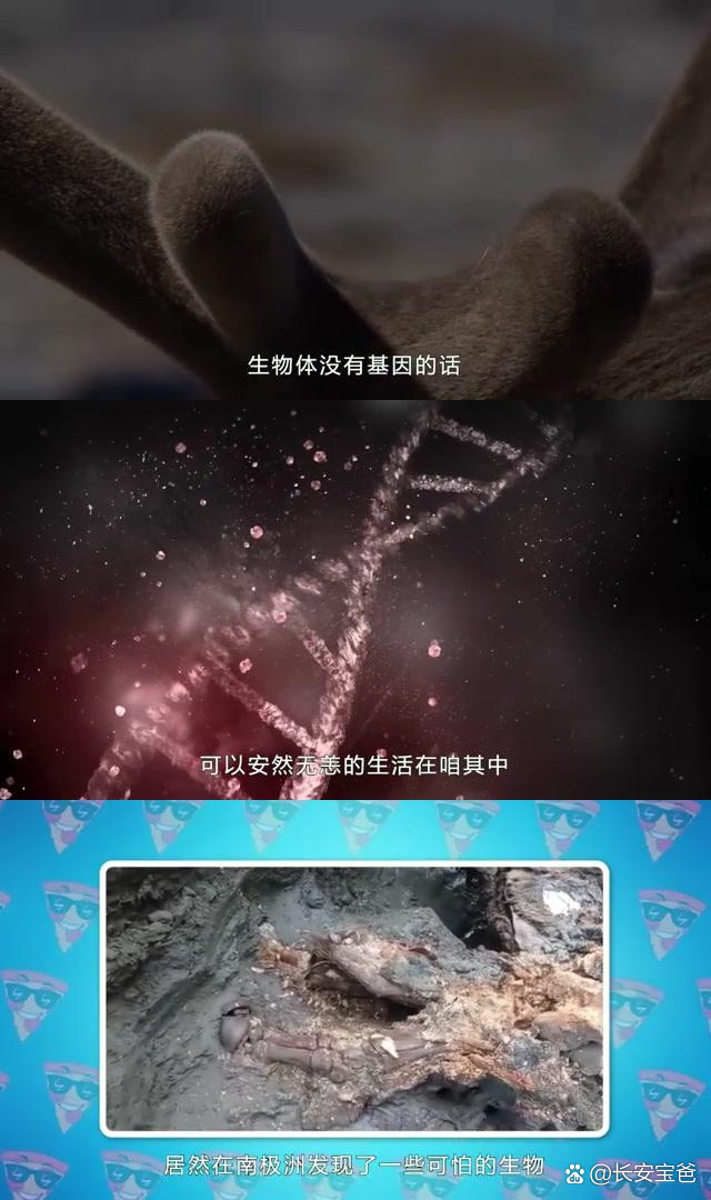 南极洲首次发现琥珀