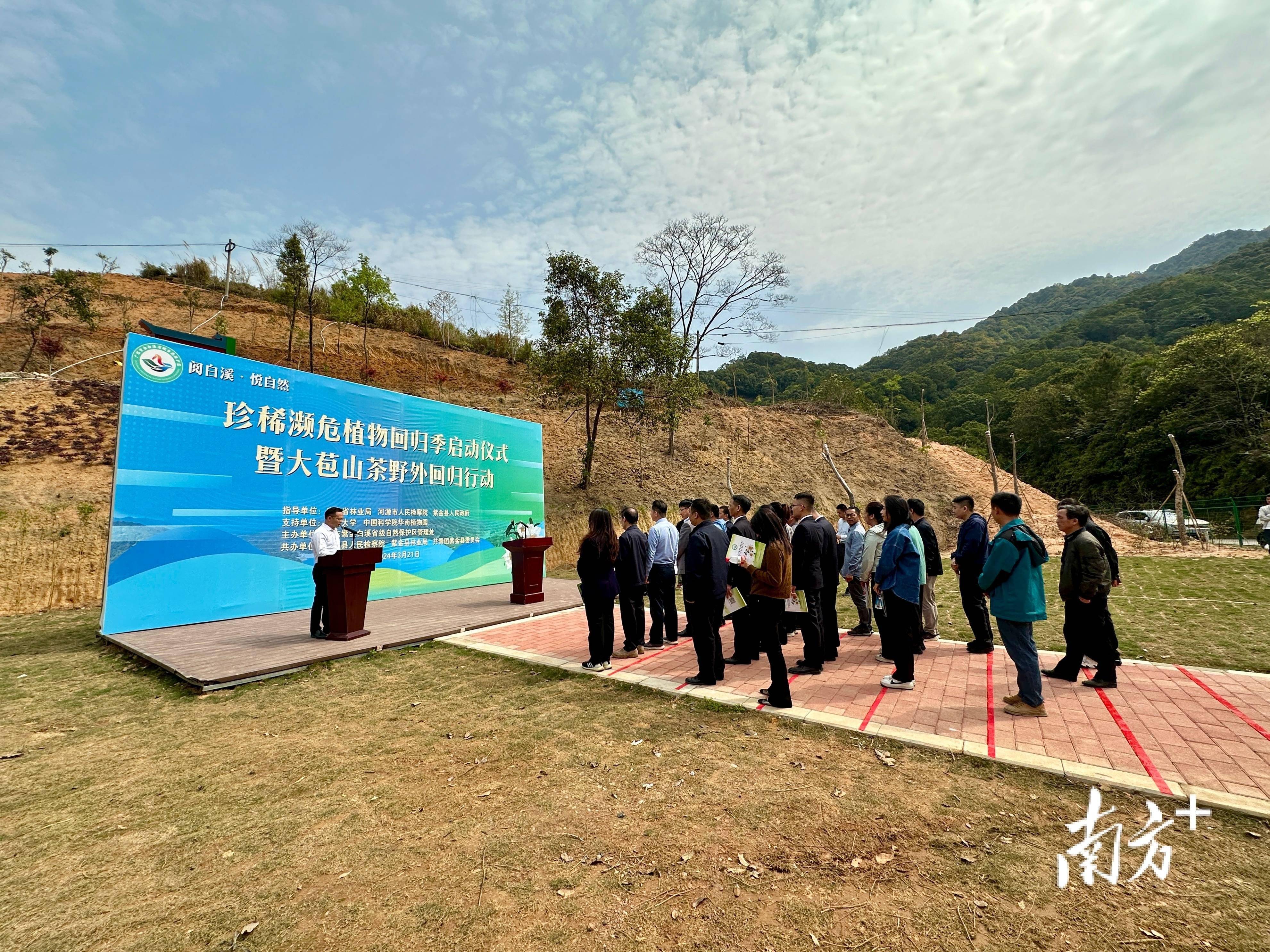 科研人员对极危植物苍背木莲实施野外回归