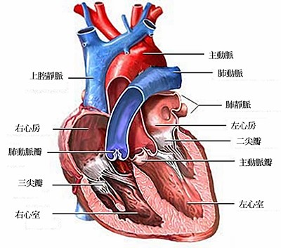 隔空测“心”更持久、更靠谱——我科学家实现非接触心脏活动监测技术突破