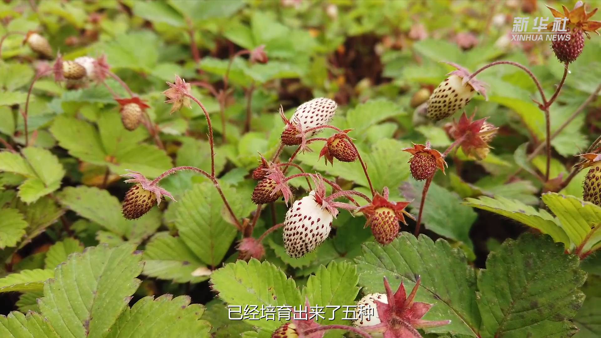 新华全媒+丨育种新策略！“温度感应器”帮助作物高产稳产