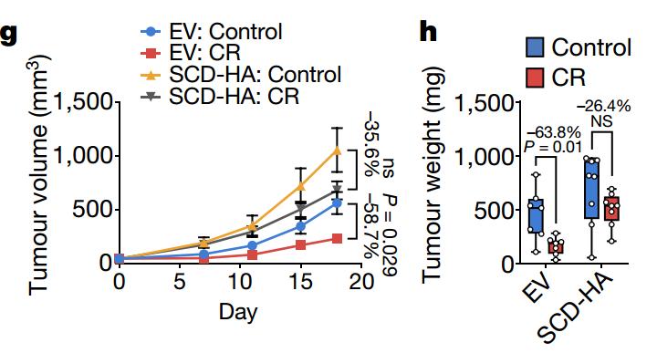 日研究发现一种脂肪酸有助杀灭癌细胞