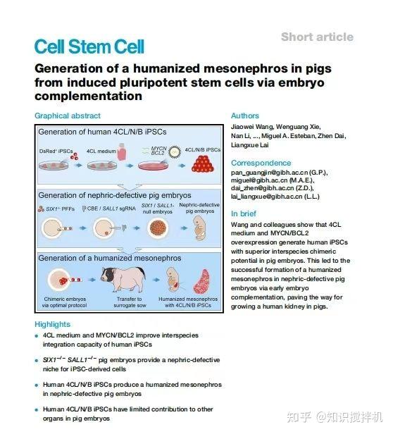 美国医生完成又一例基因编辑猪肾活体移植手术
