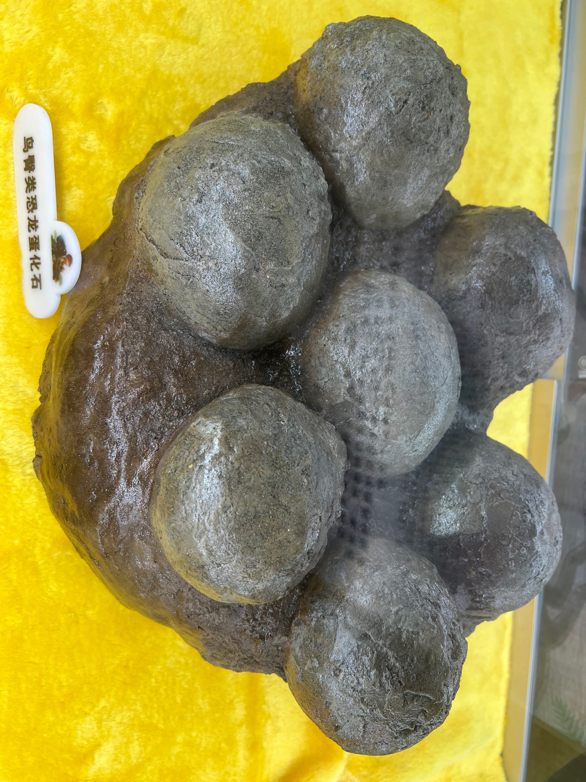 亚洲最早鸟臀类恐龙化石发现