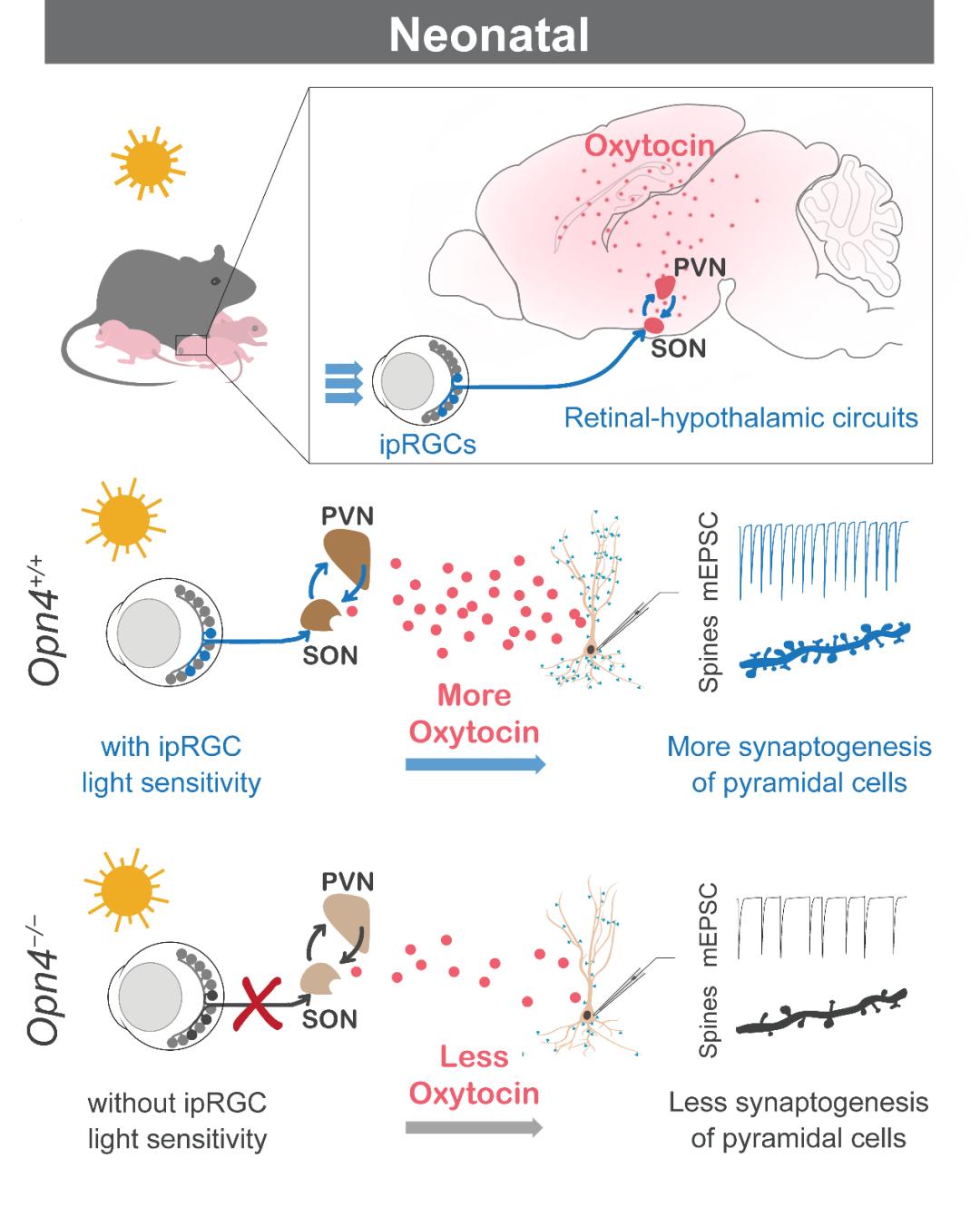 “脑眼心”感知汽车出行“新未来”