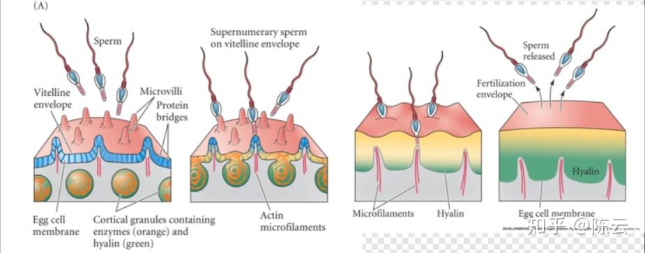 新研究揭示卵细胞形成初期的分子机制