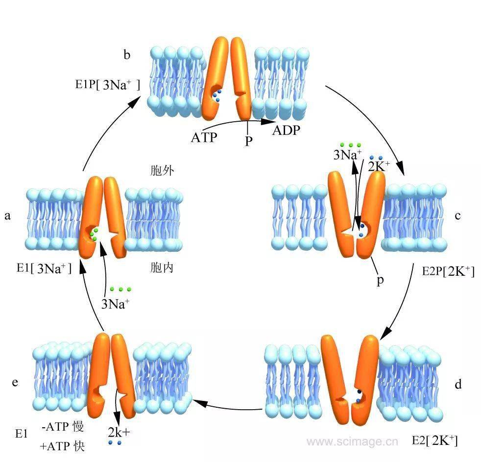 新研究揭示卵细胞形成初期的分子机制