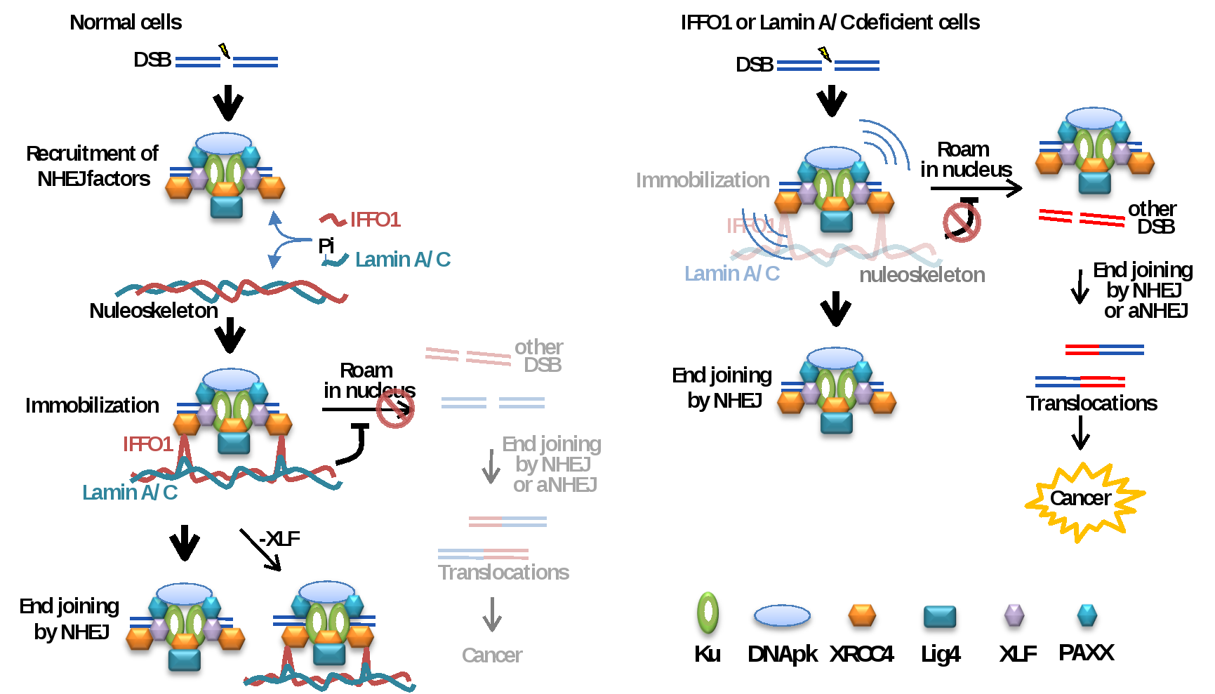 新研究揭示卵细胞形成初期的分子机制