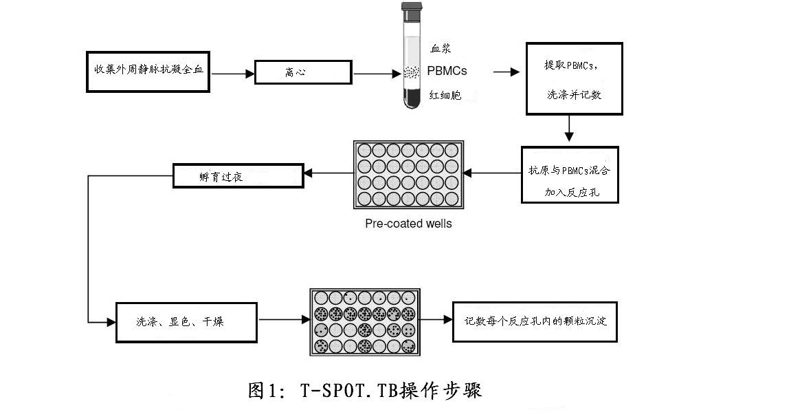 动物实验显示新型卡介苗可安全经静脉注射