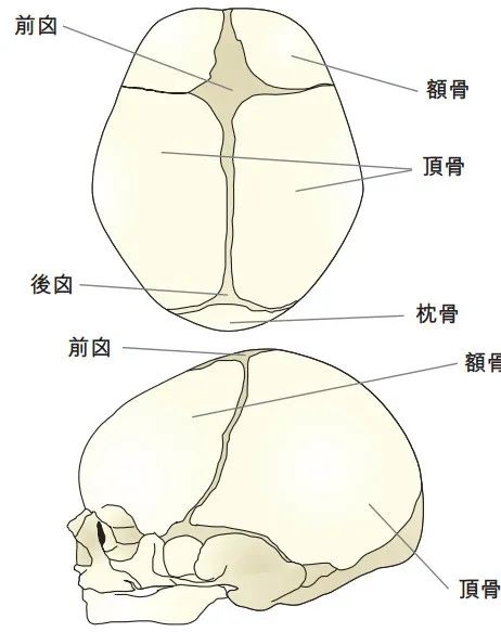 我国科学家发布迄今最精细黑猩猩脑部“地图”