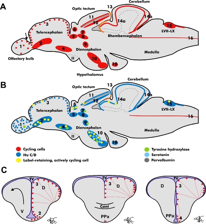 我国科学家发布迄今最精细黑猩猩脑部“地图”