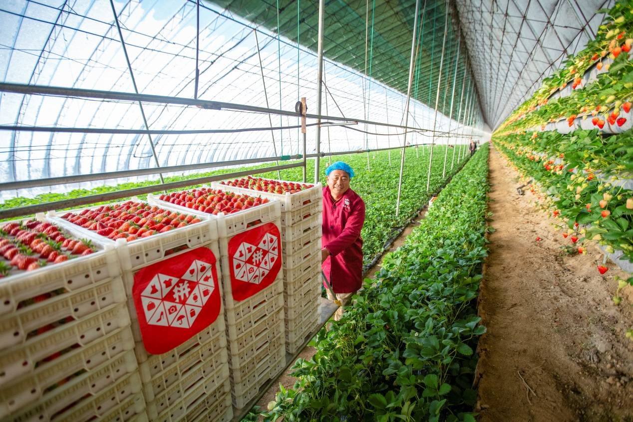 一位科技小院博士眼里的拼多多：电商西进助新农人成为“兴农人”