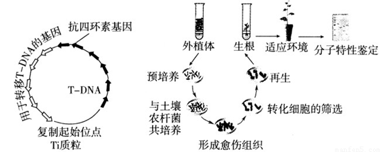 新研究:源于细菌的基因助力远古水生植物登陆