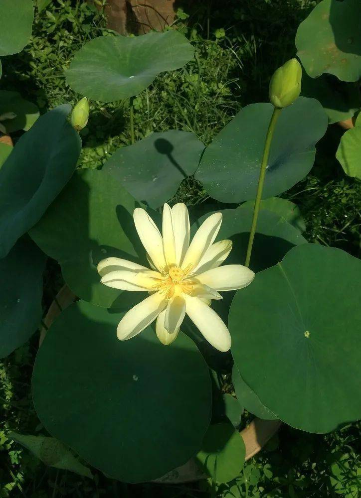 新研究:源于细菌的基因助力远古水生植物登陆