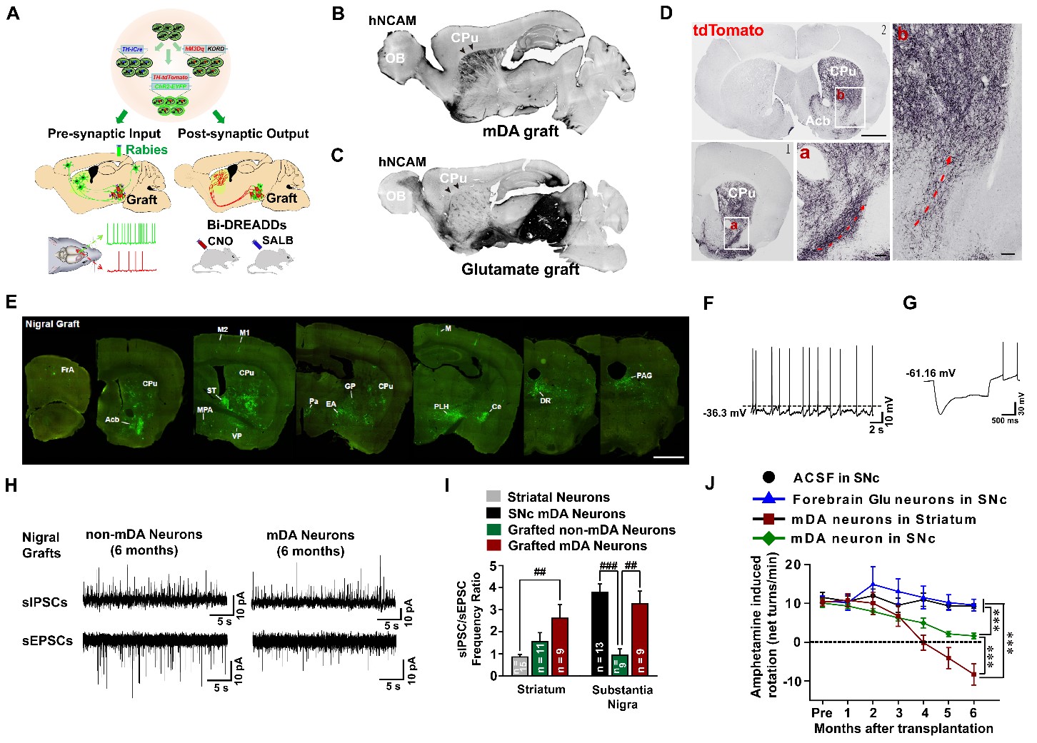 小鼠实验显示脑部特定神经元可影响进食行为