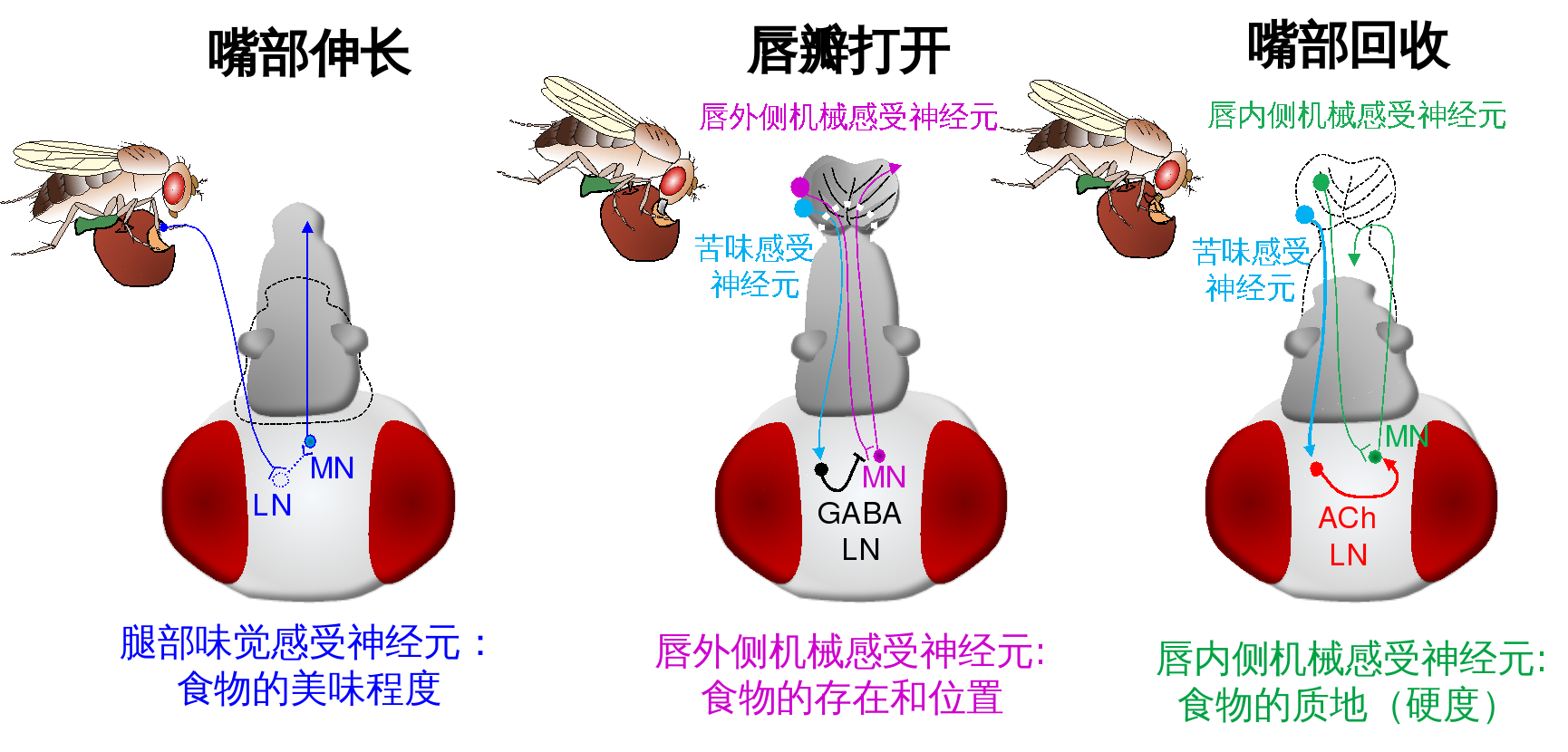 小鼠实验显示脑部特定神经元可影响进食行为