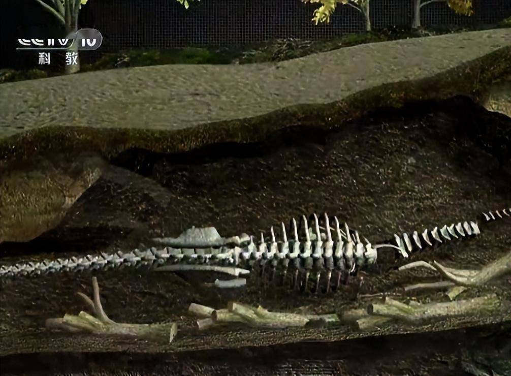 这块化石为何不简单?