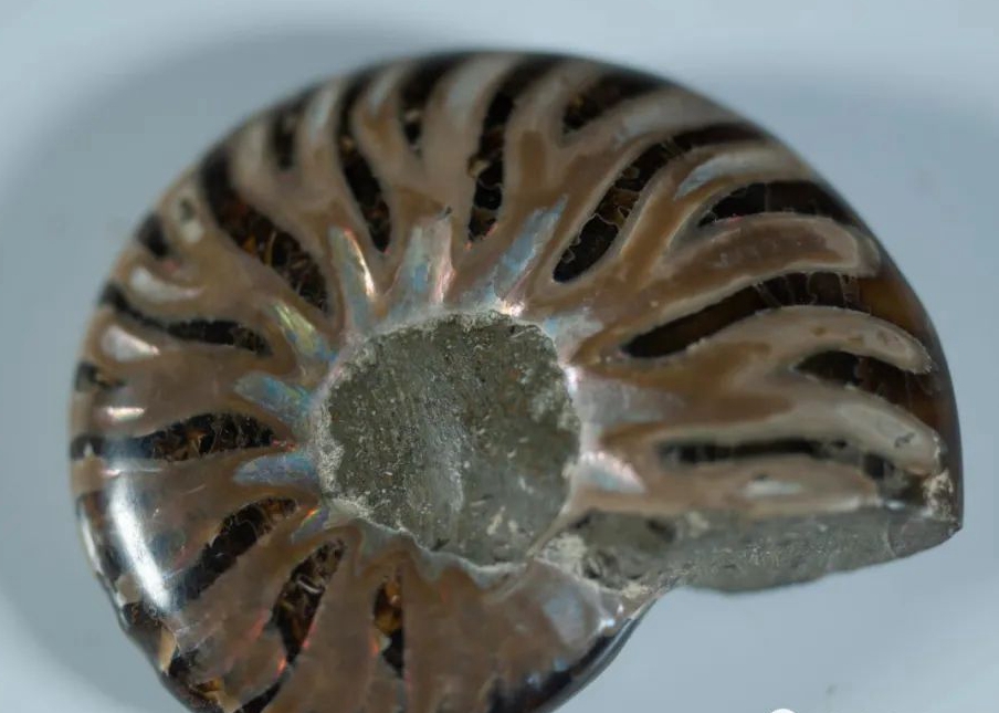 这块化石为何不简单?