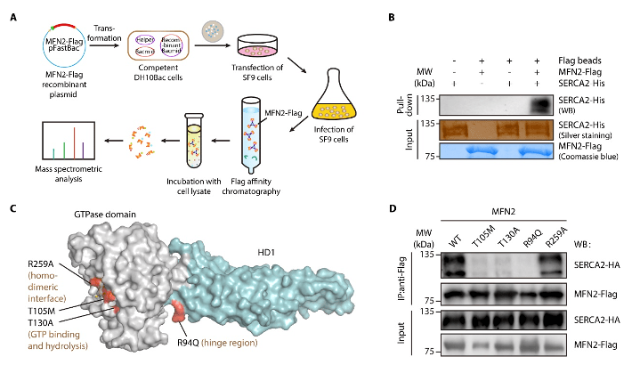 一种天然物质可增强癌症免疫疗法疗效