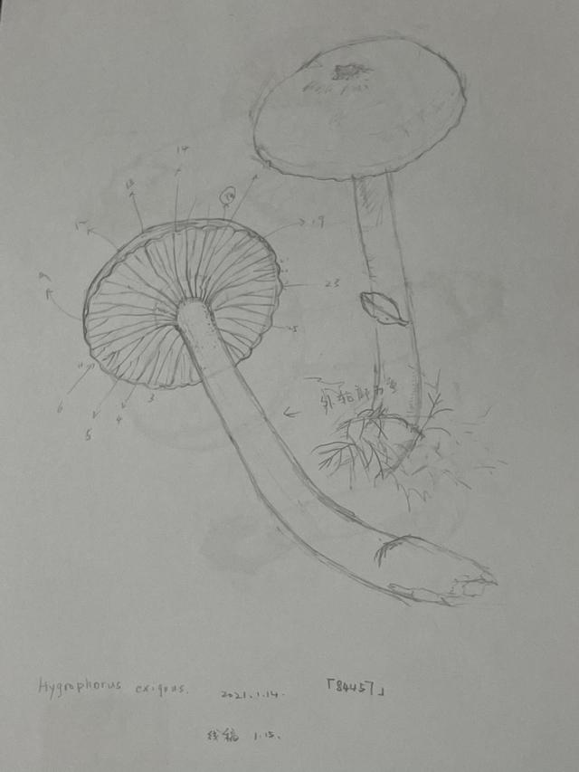 植物如何识别“敌友”微生物？科学家揭秘其“聪明的点将”机制