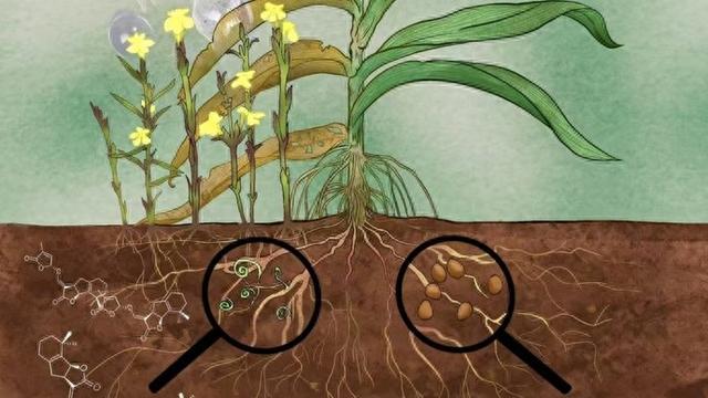 作物如何抵御寄生植物威胁？中国团队最新研究提出解决方案