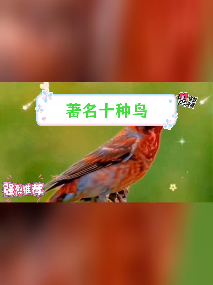 科技之眼｜素问｜政和八闽鸟是目前世界上最早的鸟类吗？