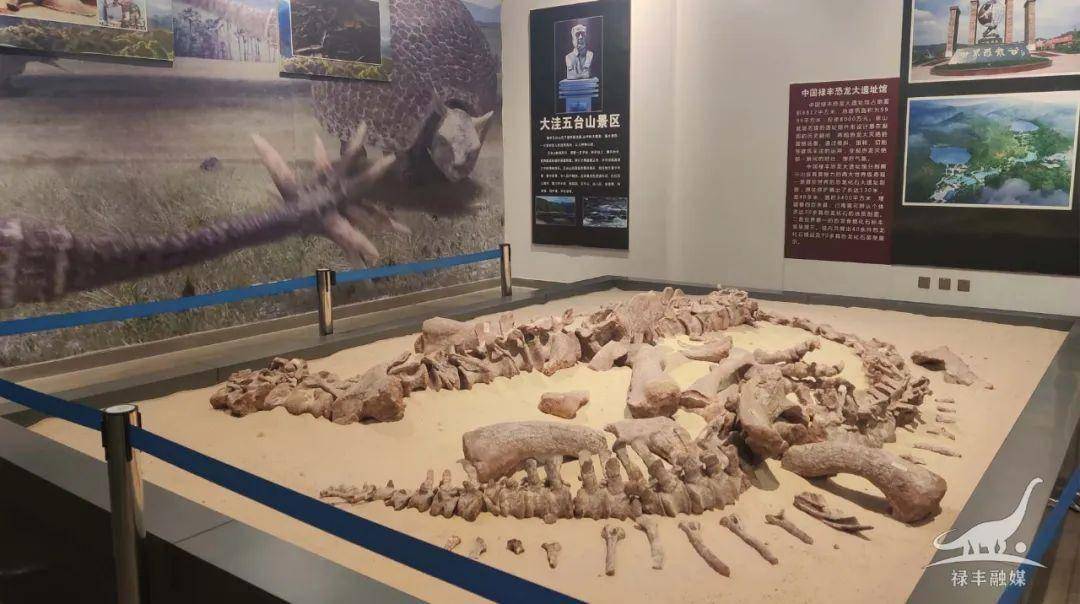 远古发现丨云南禄丰发现蜥脚型类恐龙又一新种