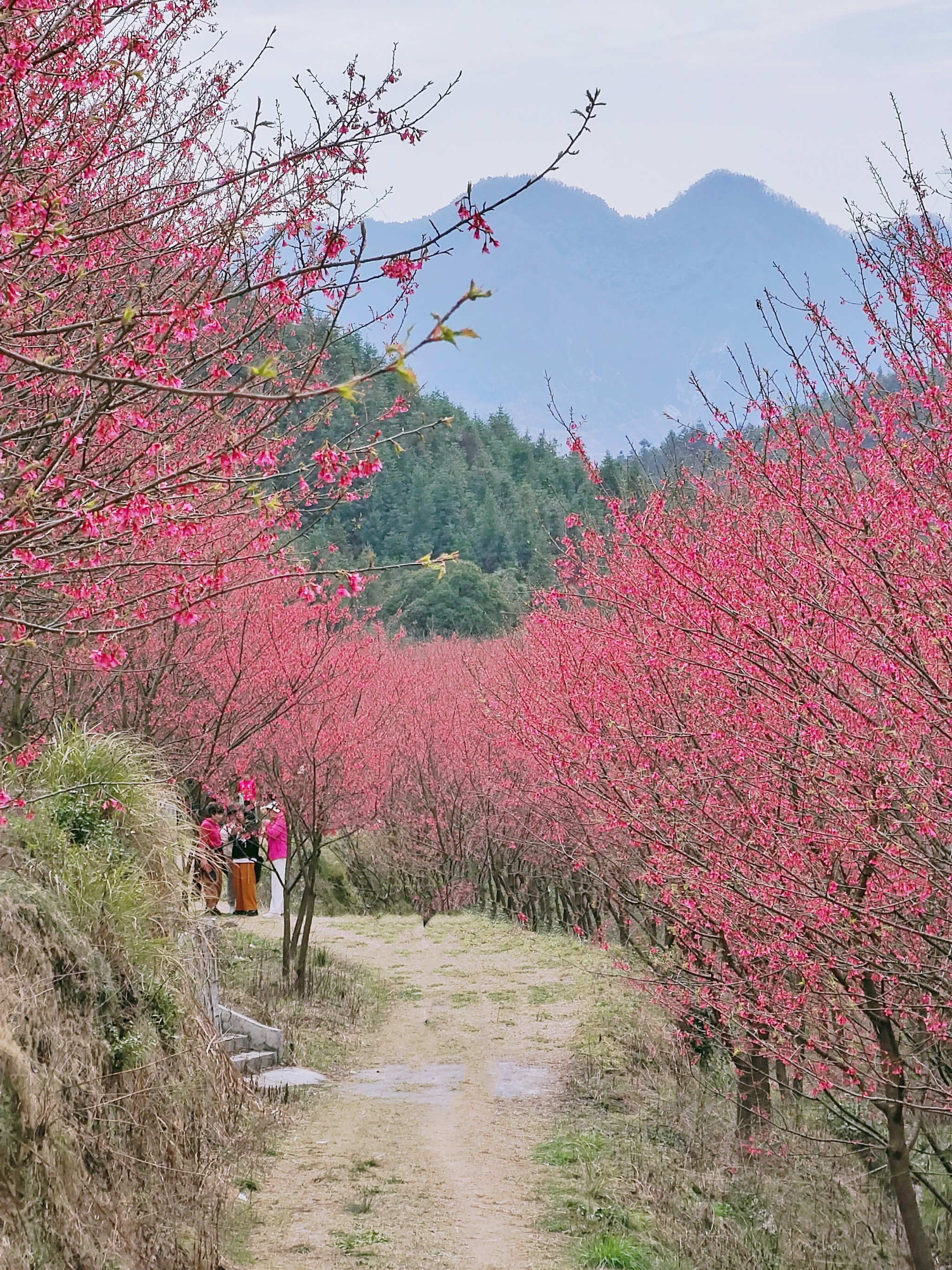《乡脉Ⅱ 山野里的音韵中国》2月27日全球同步播出