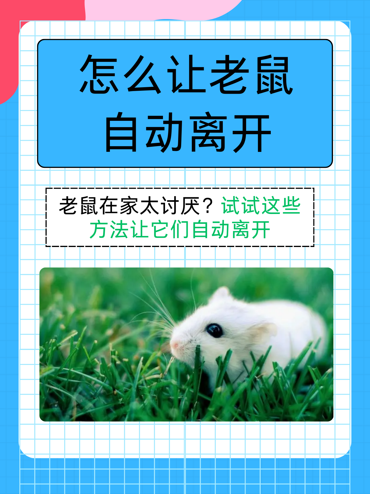 土拨鼠也能传播鼠疫？是真的！| 科普时间