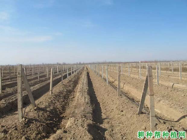 我国科学家绘制葡萄育种“地图”