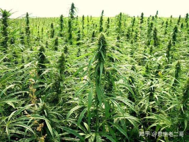 我国研究人员提出“植物黄金”高效生产新思路