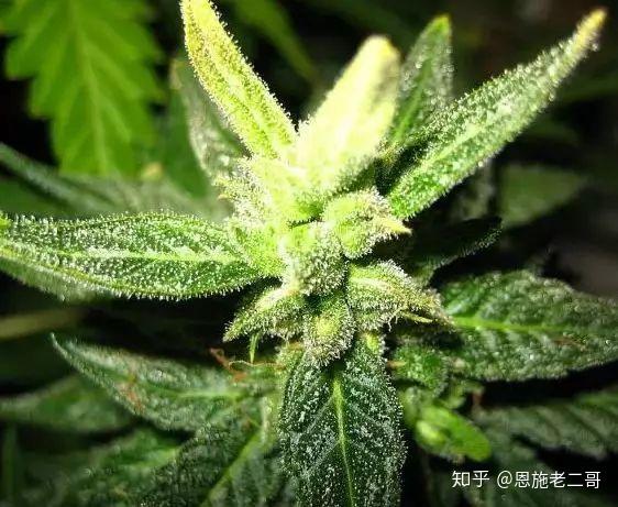我国研究人员提出“植物黄金”高效生产新思路
