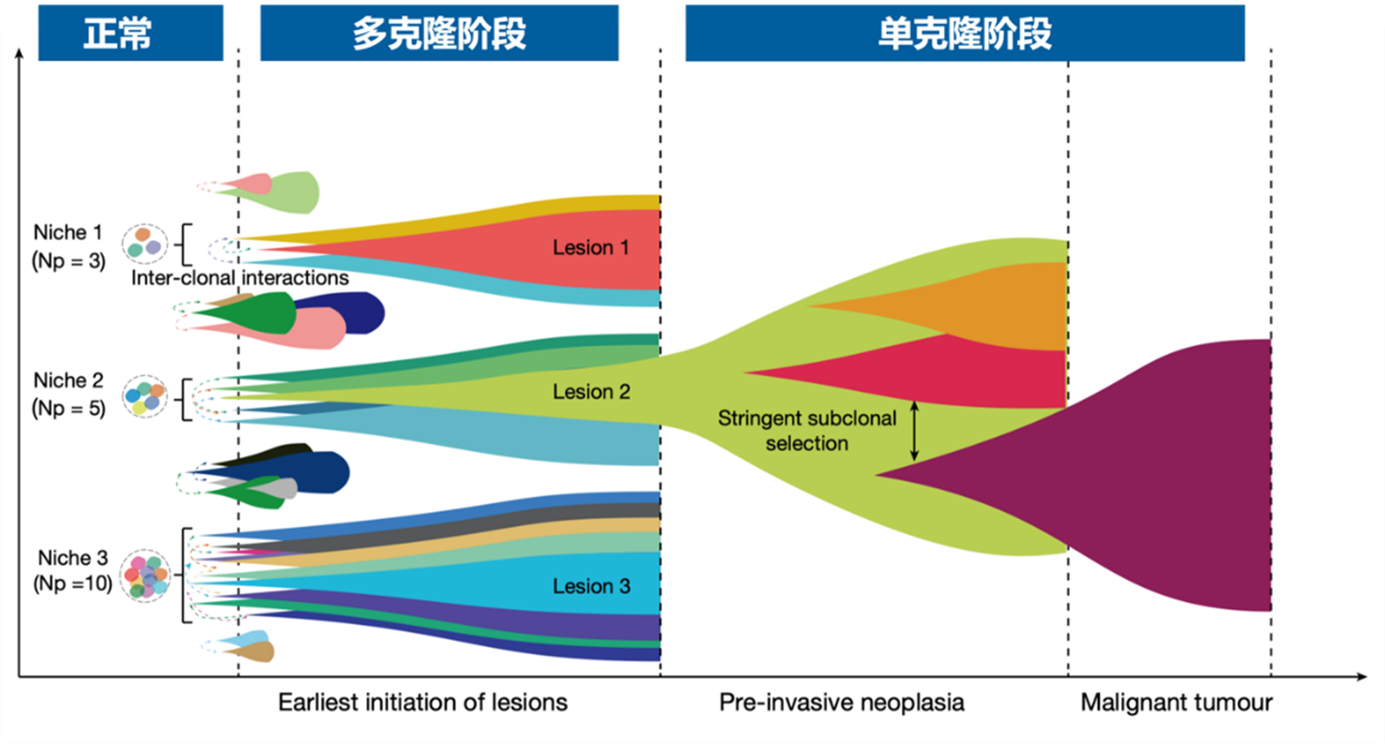 我国科研团队提出人工合成细菌治疗肿瘤新方法