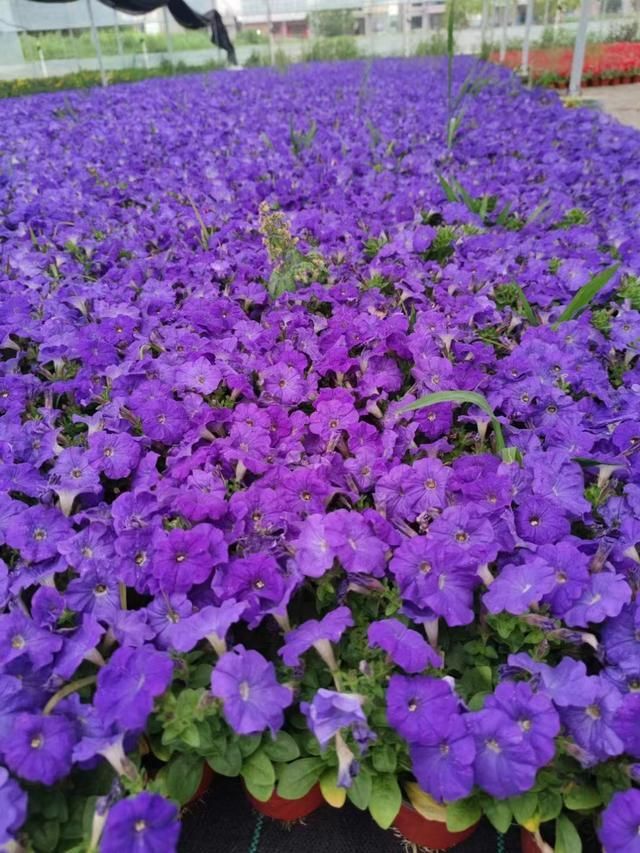 新研究发现矮牵牛的花香“开关”