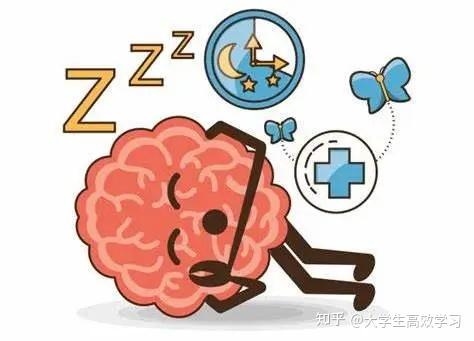 新研究揭示脑细胞如何“导航”