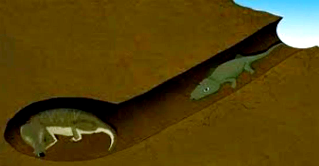 远古火山活动可能促进海洋生物进化