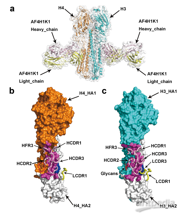 日本抗体研究为开发长效疫苗提供新方向