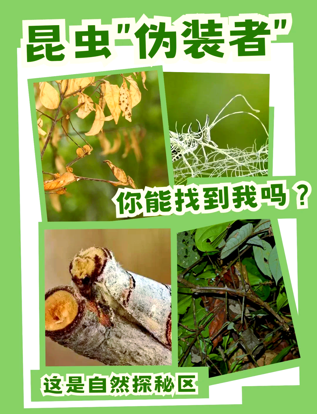 研究显示植物界存在与动物相似的“伪装术”