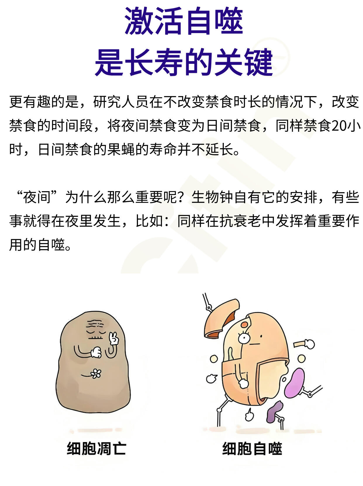 研究：巨噬细胞从死亡细菌中获取营养效率更高