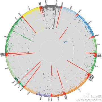 新研究首次绘制出全脑线粒体分布图谱