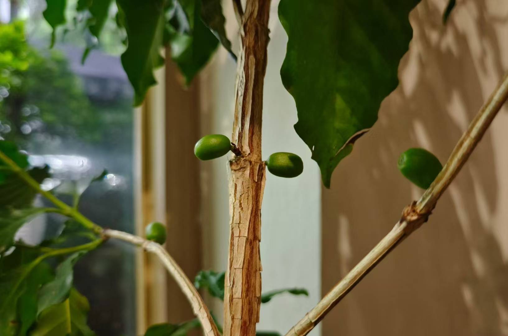 研究发现香豆树具有天然避雷能力