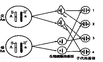 中英科研团队破译豌豆多个重要性状背后的“基因密码”