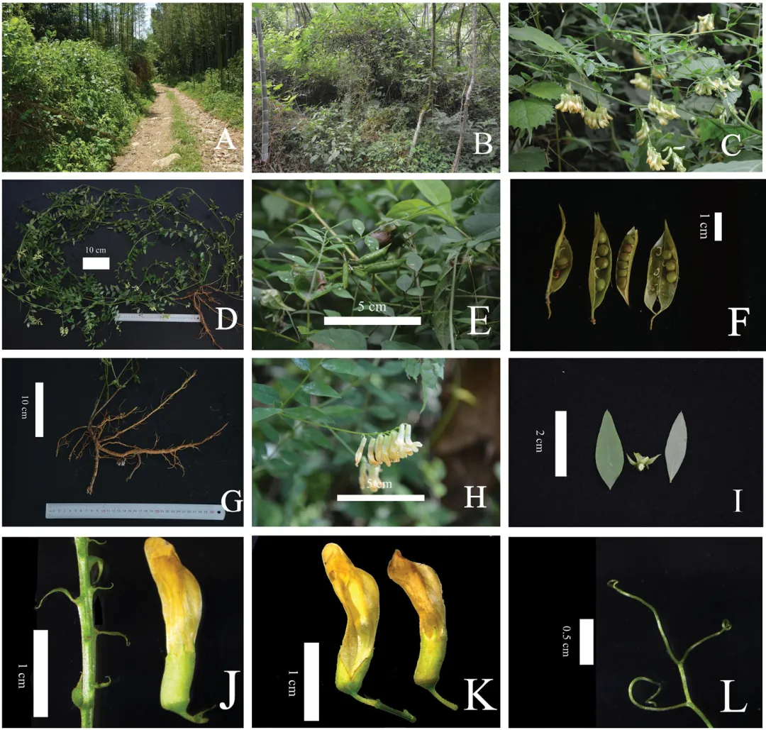 中英科研团队破译豌豆多个重要性状背后的“基因密码”