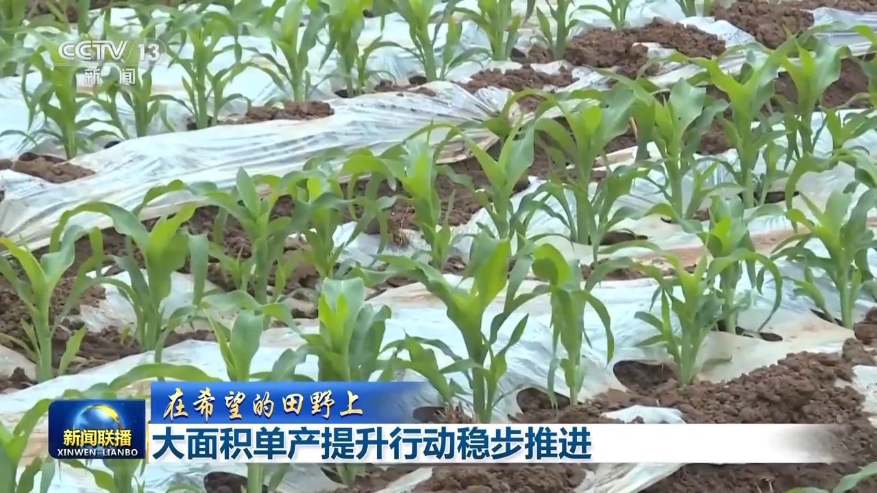 中国农科院良种良技助力油菜增产