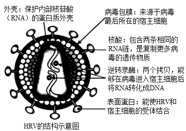 研究发现部分人携带的遗传特征可长期控制HIV