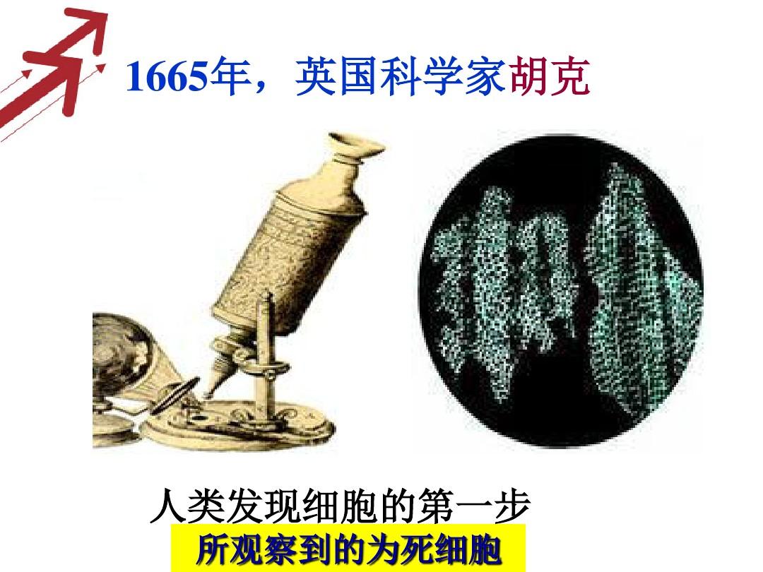 我国科学家发现茶叶鲜味流失的奥秘