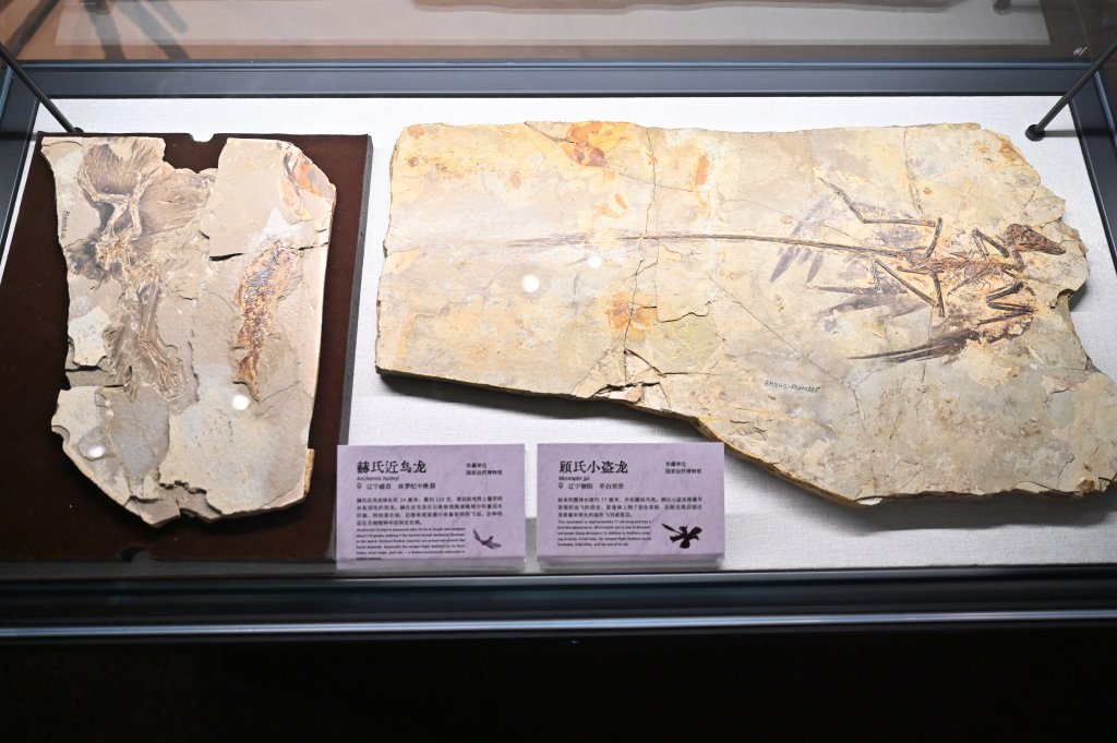 “中国恐龙大展”揭秘中国恐龙生存演化故事