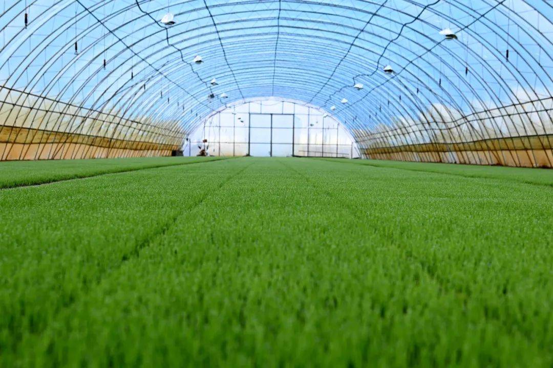 AI驱动绿色低碳城市进化 城市超级智能体赋能上海智慧治理新动能