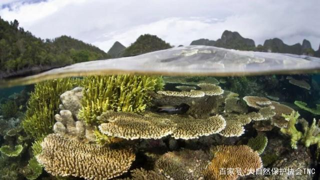 新研究：气候变化速度远超珊瑚礁迁移能力