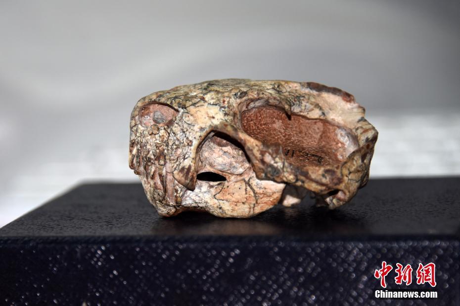 远古发现丨我国科学家领衔发现约1亿年前“僵尸昆虫”